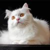 White Persian Cat Diamond Paintings