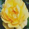 Yellow Floribunda diamond painting