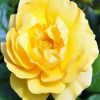 Yellow Floribunda diamond painting