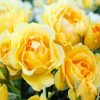 Yellow Floribunda Flowers diamond painting