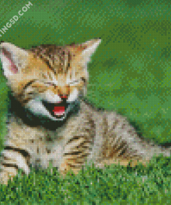 Kitten Tiger Diamond Paintings