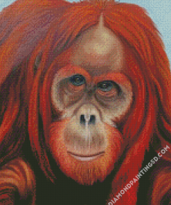 Orangutans Diamond Paintings