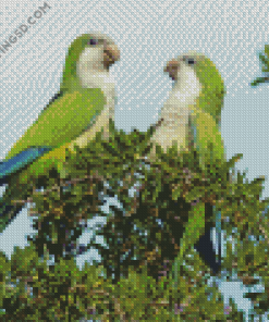 Quaker Parrots Diamond Paintings