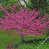 Redbuds Nature Diamond Paintings