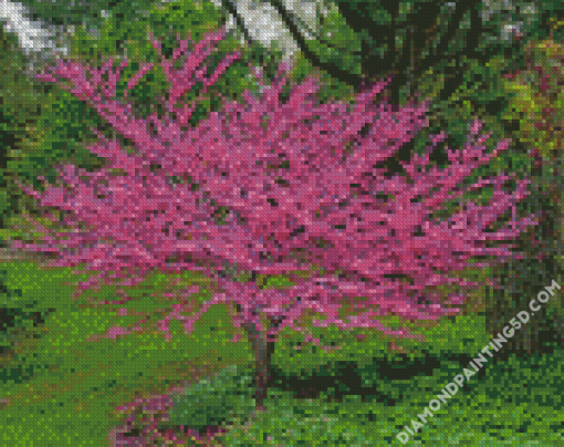 Redbuds Nature Diamond Paintings