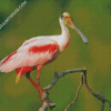 Aesthetic Roseau Spoonbill Art Diamond Paintings