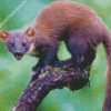 Wild Marten Animal Diamond Paintings