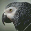 African Grey Parrot Head Diamond Paintings