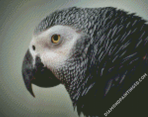 African Grey Parrot Head Diamond Paintings