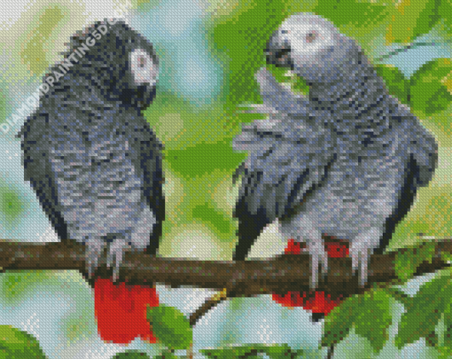 African Grey Parots On Stick Diamond Paintings