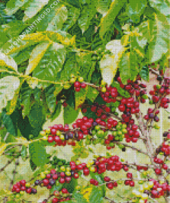 Coffee Tree Diamond Paintings