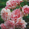 Pink Musk Rose Diamond Paintings