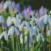 Snow Drops Plants Diamond Paintings