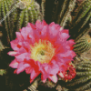 Cactus With Pink Rose Diamond Paintings