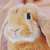 Cute Brown Female Bunny Diamond Paintings