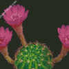 Pink Flowers Blooming Cactus Diamond Paintings