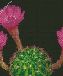 Pink Flowers Blooming Cactus Diamond Paintings