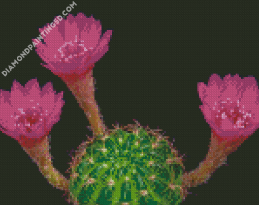 Pink Flowers Blooming Cactus Diamond Paintings