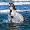 Adorable Horse In Water Diamond Paintings