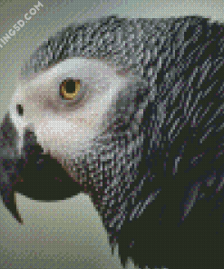 African Grey Parrot Head Diamond Paintings