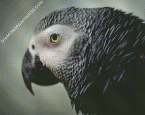 African Grey Parrot Head Diamond Paintings