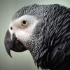 African Grey Parrot Head Diamond Paintings