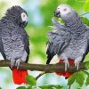 African Grey Parots On Stick Diamond Paintings