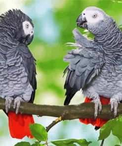 African Grey Parots On Stick Diamond Paintings