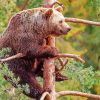 Bear On Tree Diamond Paintings