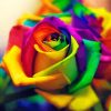 Beautiful Colorful Rose Diamond Paintings