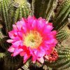 Cactus With Pink Rose Diamond Paintings