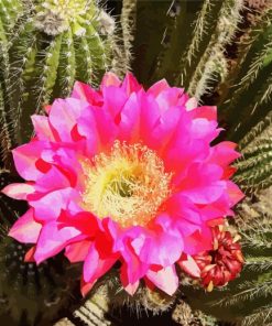 Cactus With Pink Rose Diamond Paintings