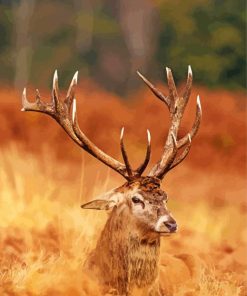 Deer Antlers Close Up Diamond Paintings