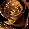 Golden Rose Rain Drops Diamond Paintings