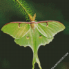 Luna Moth Insect Diamond Paintings