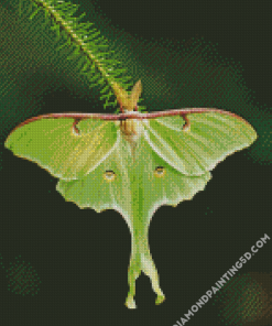 Luna Moth Insect Diamond Paintings