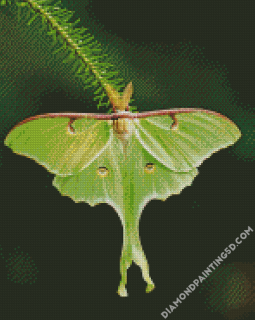 Luna Moth Insect Diamond Paintings