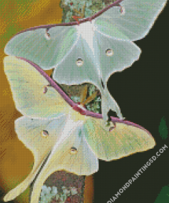 Luna Moth Insect sDiamond Paintings