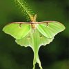 Luna Moth Insect Diamond Paintings