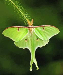 Luna Moth Insect Diamond Paintings