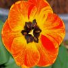 Orange Close Up Tulip Diamond Paintings