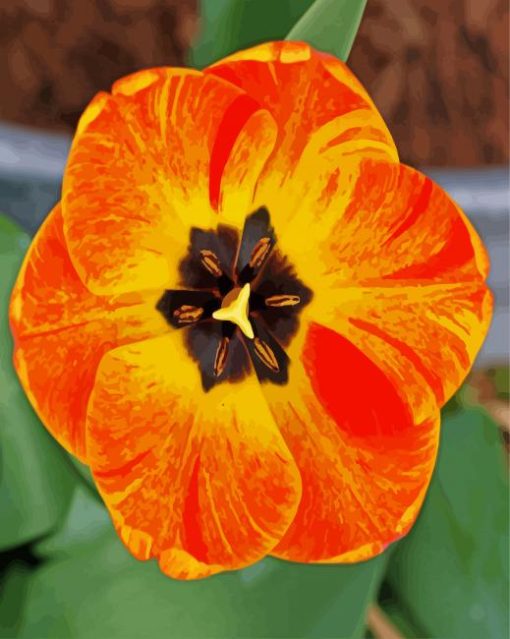 Orange Close Up Tulip Diamond Paintings