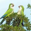 Quaker Parrots Diamond Paintings