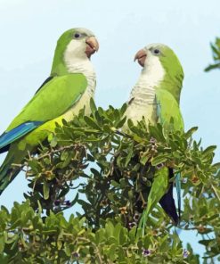 Quaker Parrots Diamond Paintings