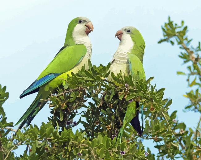 Quaker Parrots Diamond Paintings