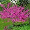 Redbuds Nature Diamond Paintings