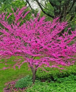 Redbuds Nature Diamond Paintings