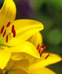 Yellow Lily Flowers Diamond Paintings