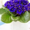 Aesthetic African Violets Diamond Paintings