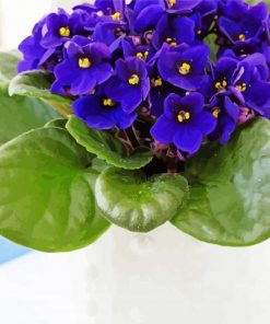 Aesthetic African Violets Diamond Paintings